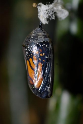 A journey of metamorphosis: Introducing butterflies into the Butterfly ...