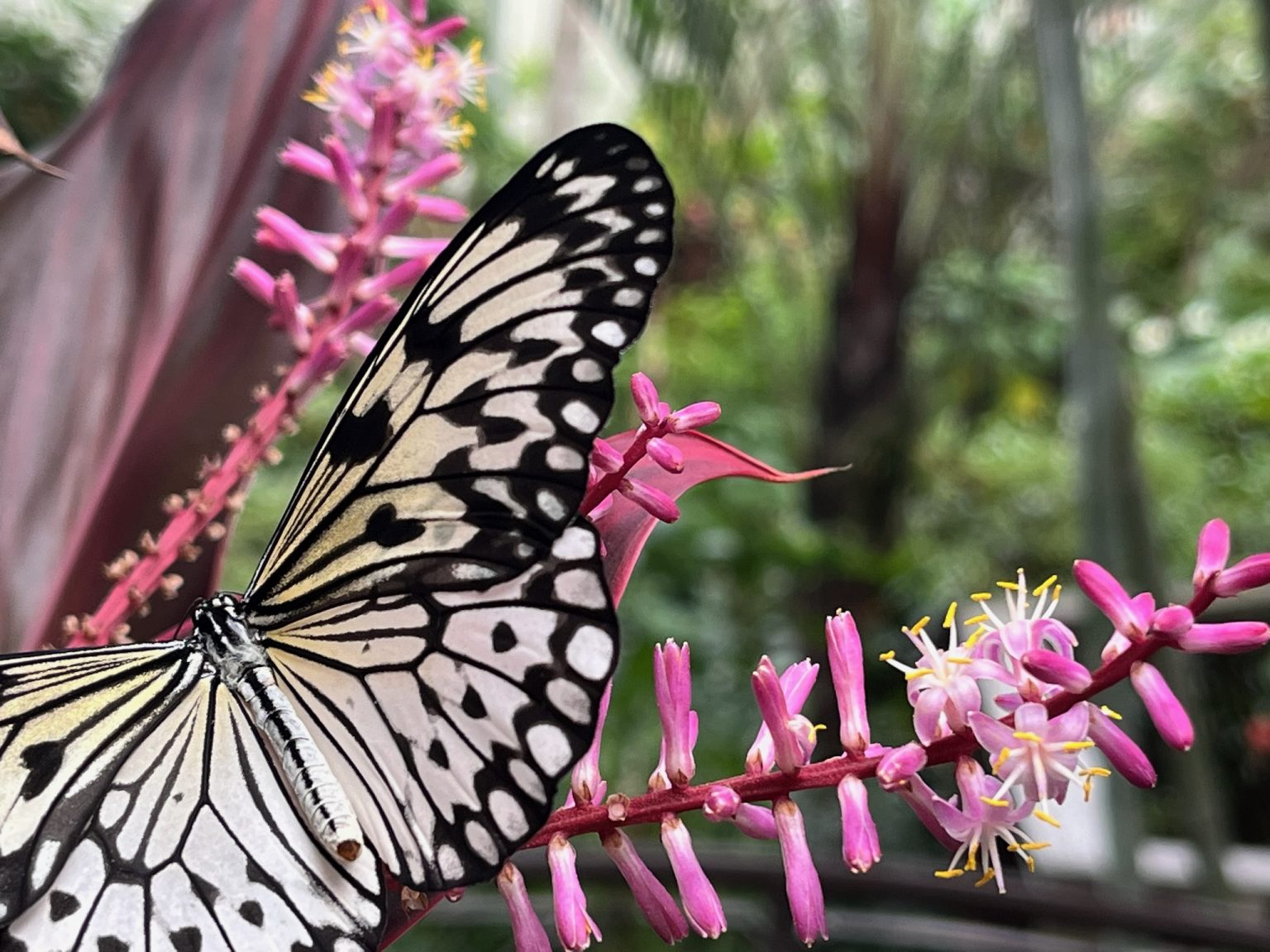 Butterfly Rainforest Exhibit Exhibits