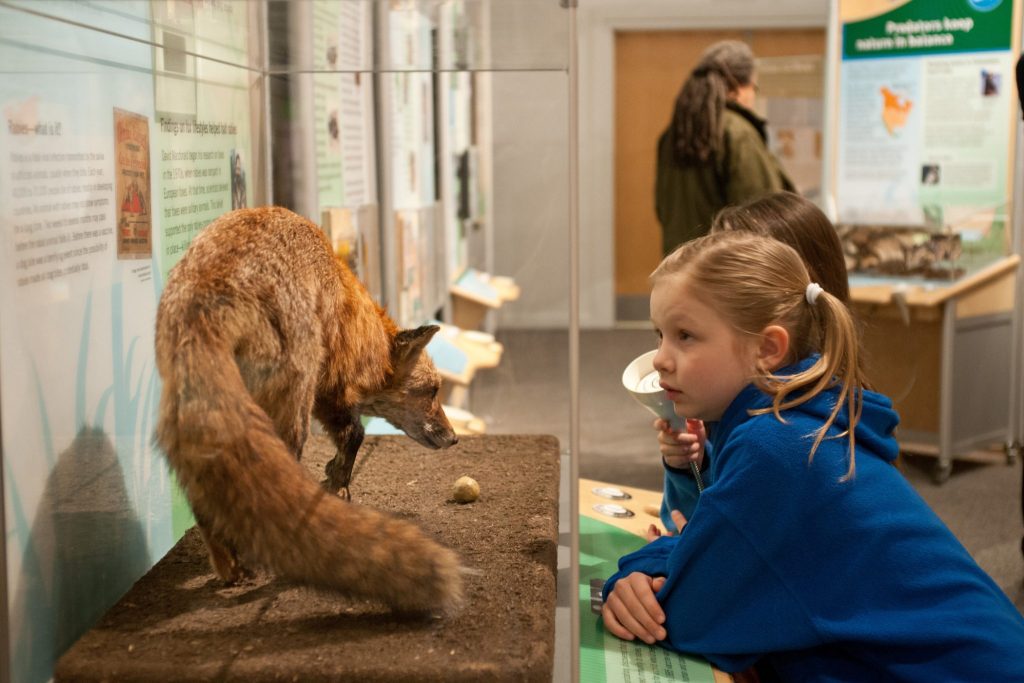 child looks a display of a fox