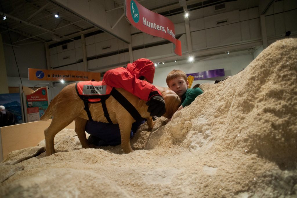 child explores fabricated display of a search and rescue dog.
