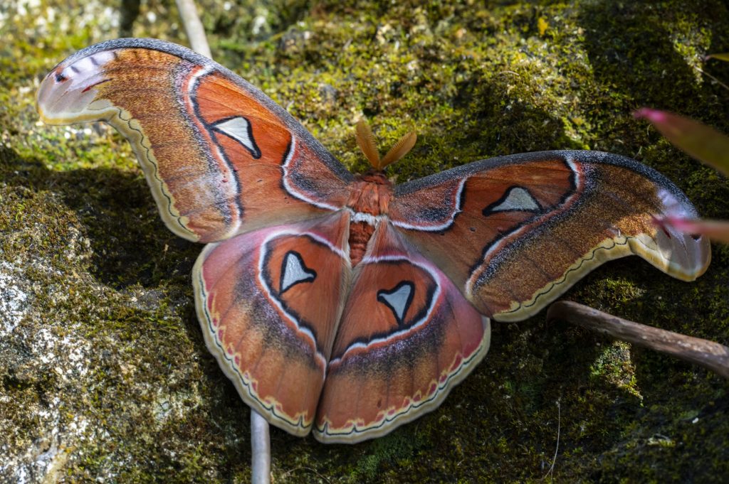 large brown moth with elaborate markings on a rock