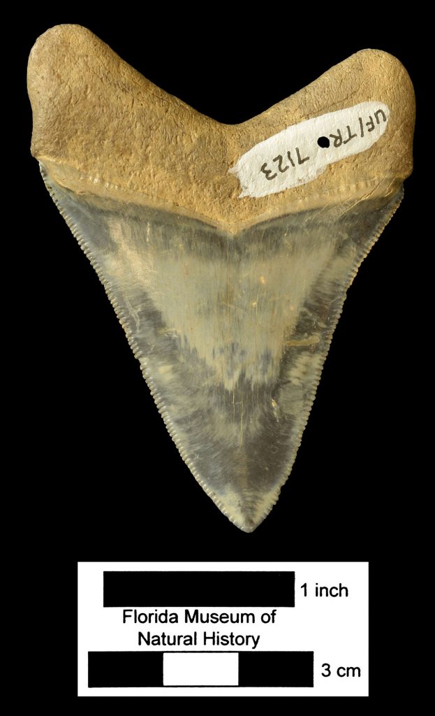 Carcharocles megalodon tooth