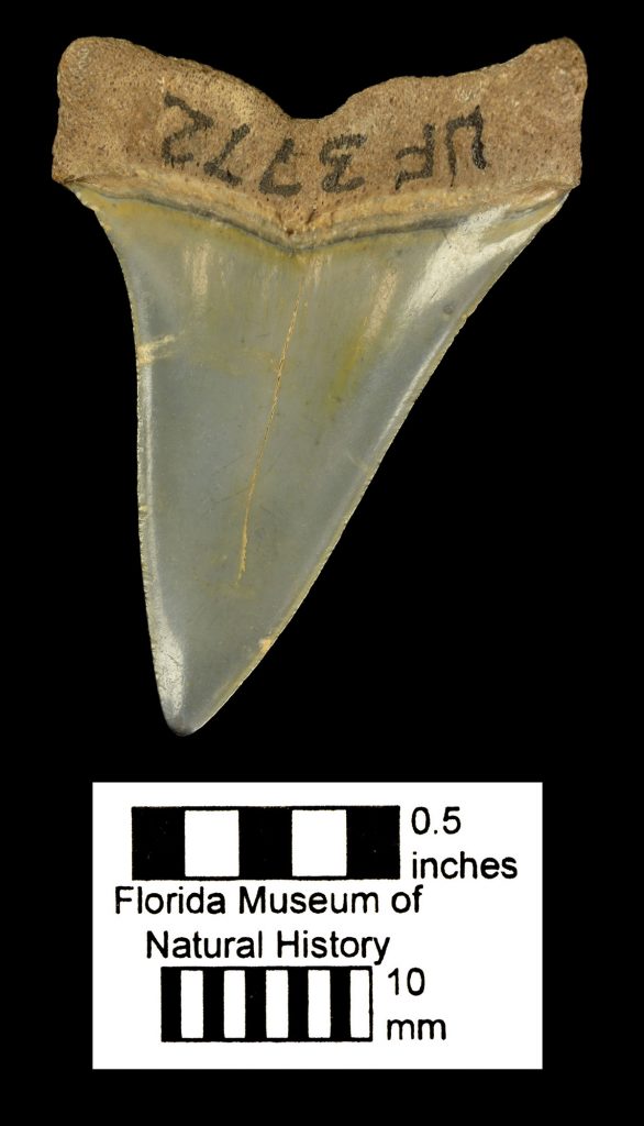 Carcharodon hastalis tooth