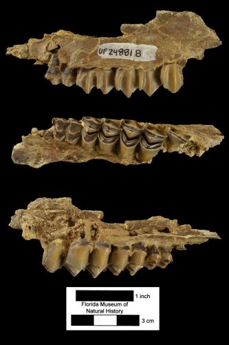 three views of specimen UF248818
