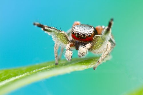 spider on leaf