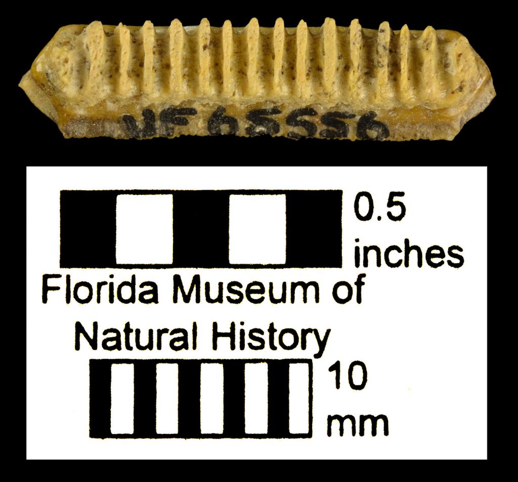 Myliobatis Tooth long rectangle fossile with many small raised lines