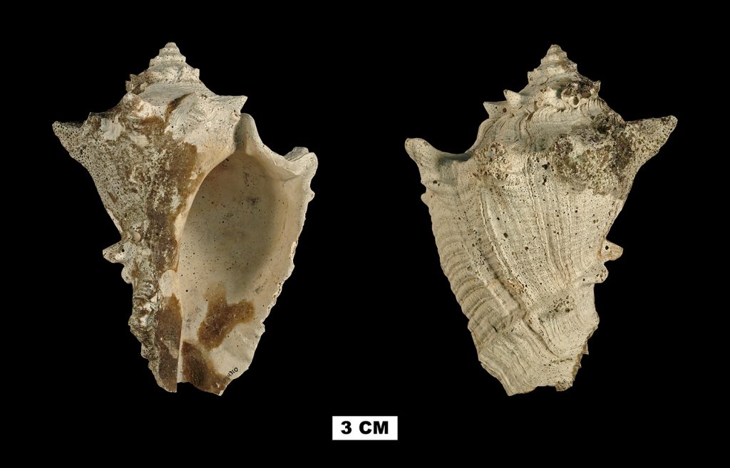 two views on conch-like shell