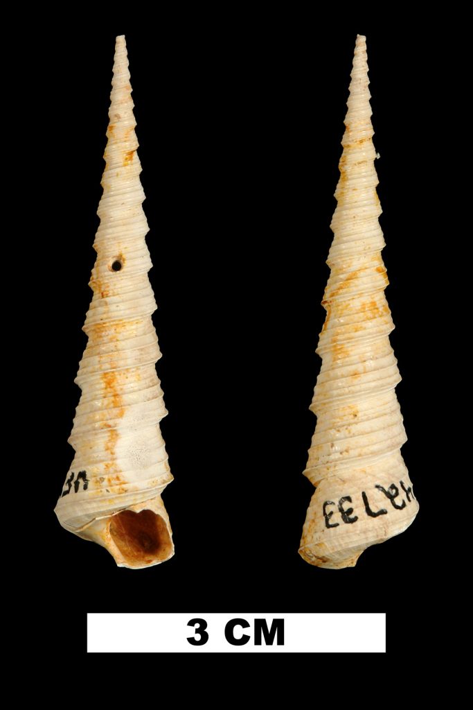 Two views of long thin shells