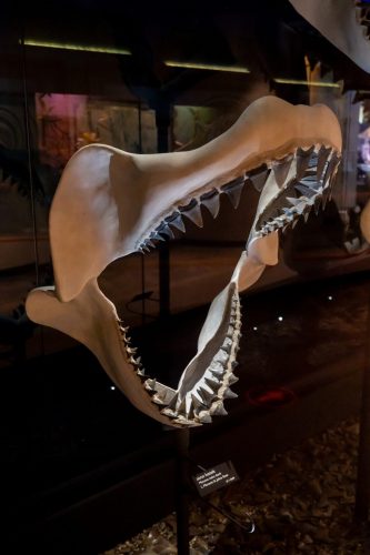 Shark Jaw showing rows of large teeth