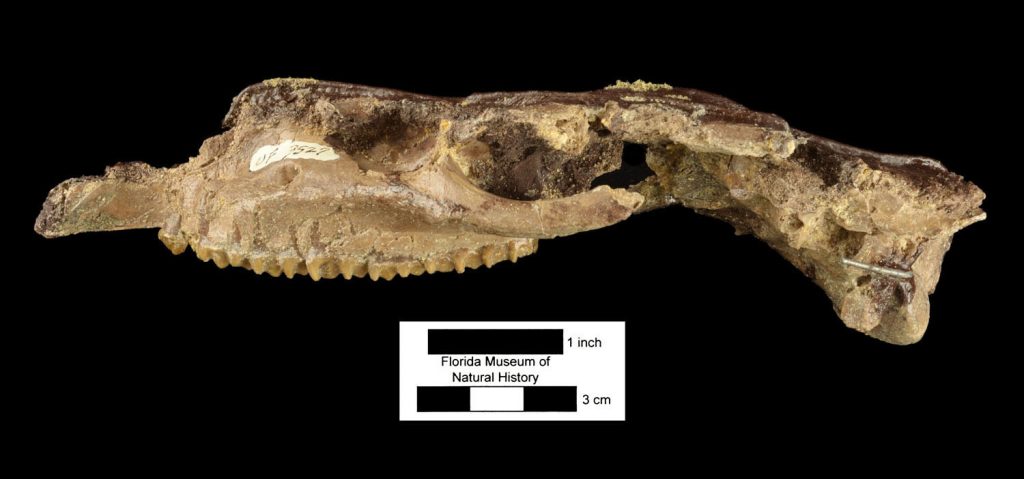 a fossil skull that looks crushed but has a row of small, angular molar teeth in place