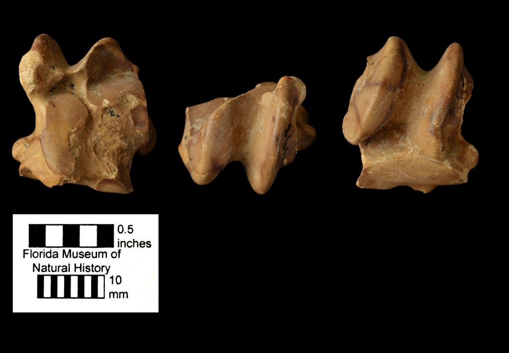three views of a knobby and blunt fossil tooth likely from an herbivore