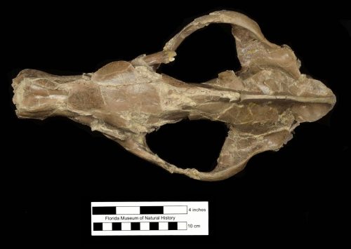 White’s bear-dog fossil skull
