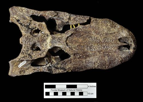 Alligator olseni skull in dorsal view