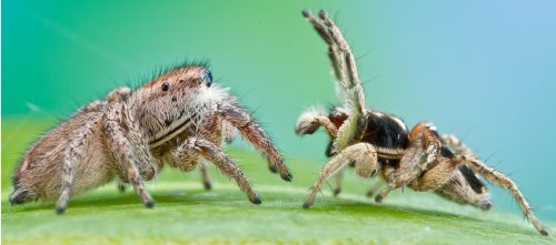 2 spiders on a leaf