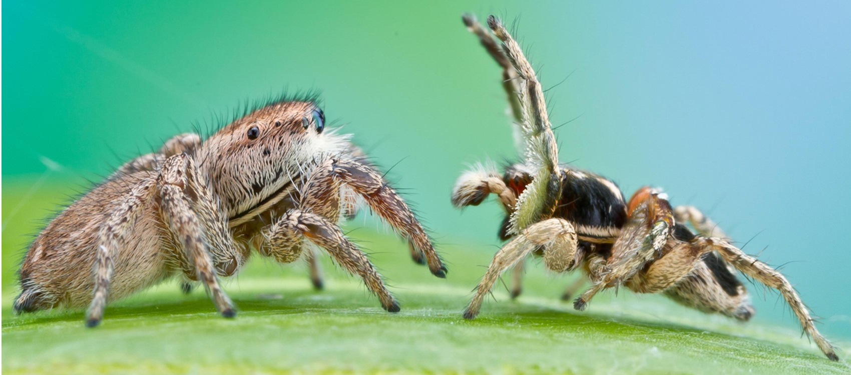 Baby Jumping Spiders See Surprisingly Well