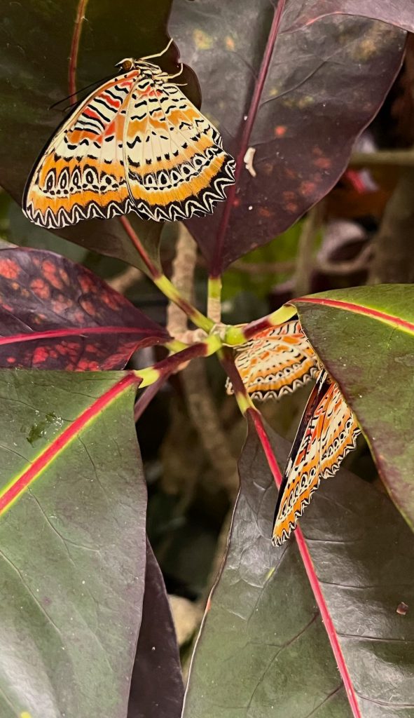 several butterflies with a busy pattern on their wings