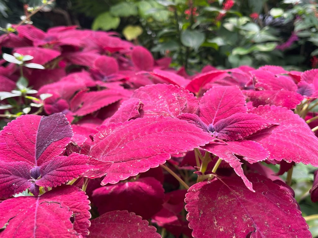 large red leaves
