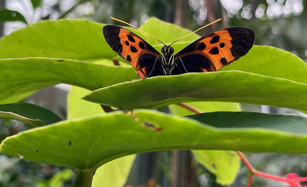 orange and black butterfly sitting on green leaves
