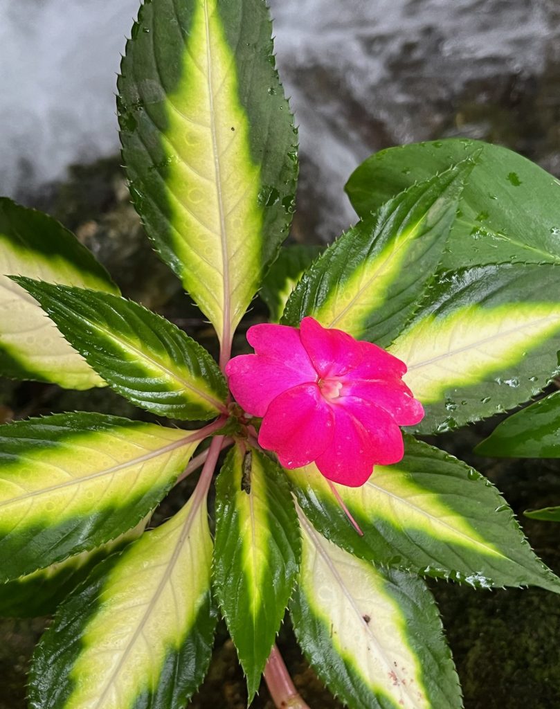 bright pink flower at the center of long yellow and green leaves.