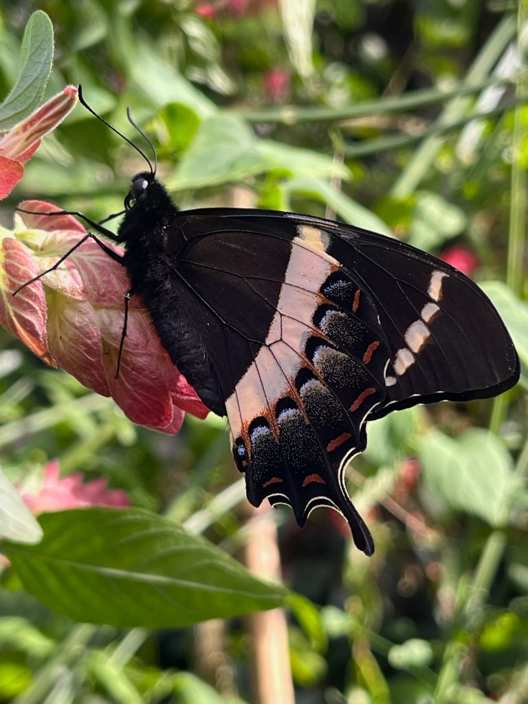 black and cream colored butterfly with its wings closed