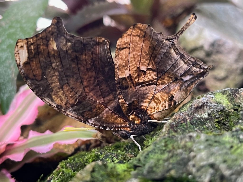 Butterfly with its wings closed. Butterfly wings look like a dried brown leaf