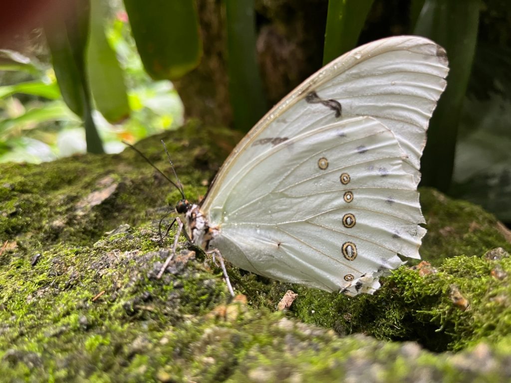 white butterfly sitting on a rock