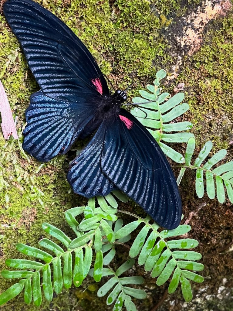 black and read butterfly sitting with its wings open on a rock