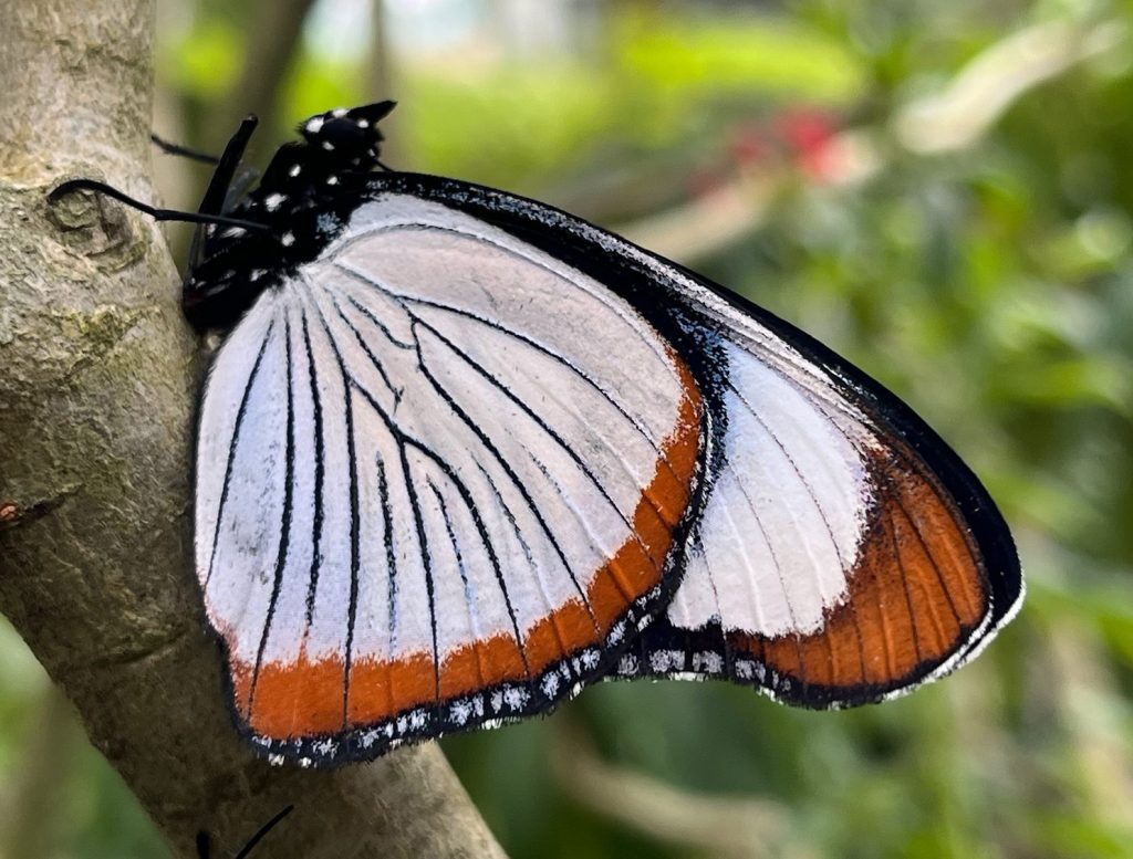 white, black, and orange butterfly