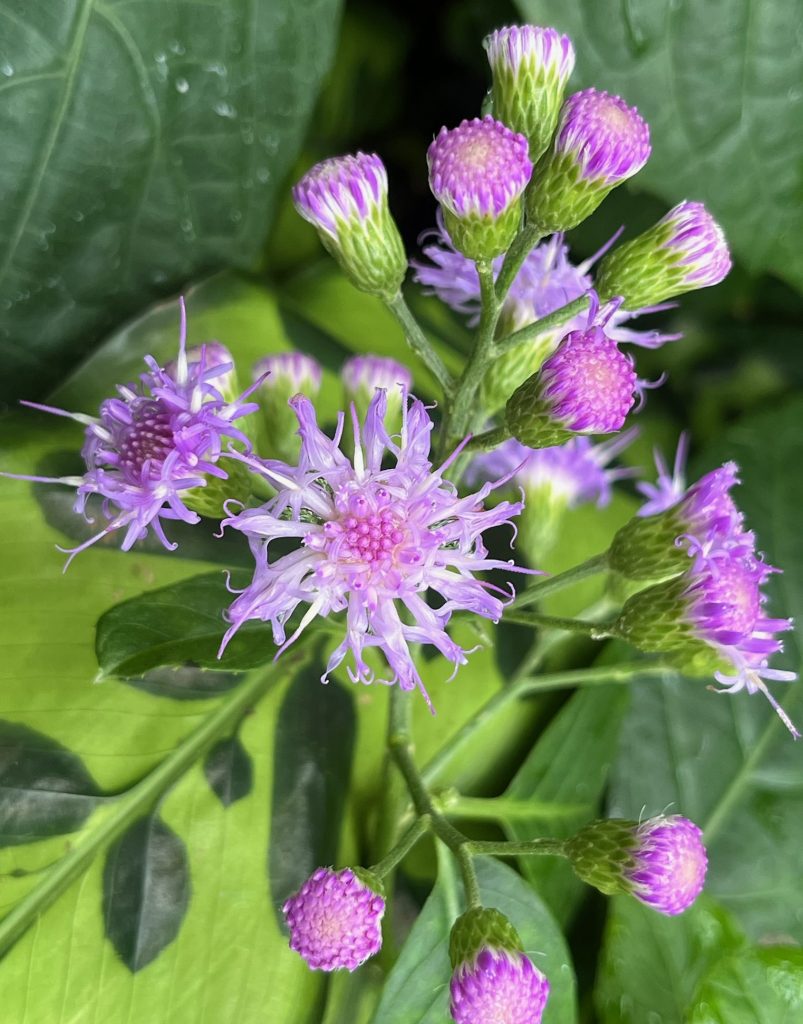 cluster of small purple flowers