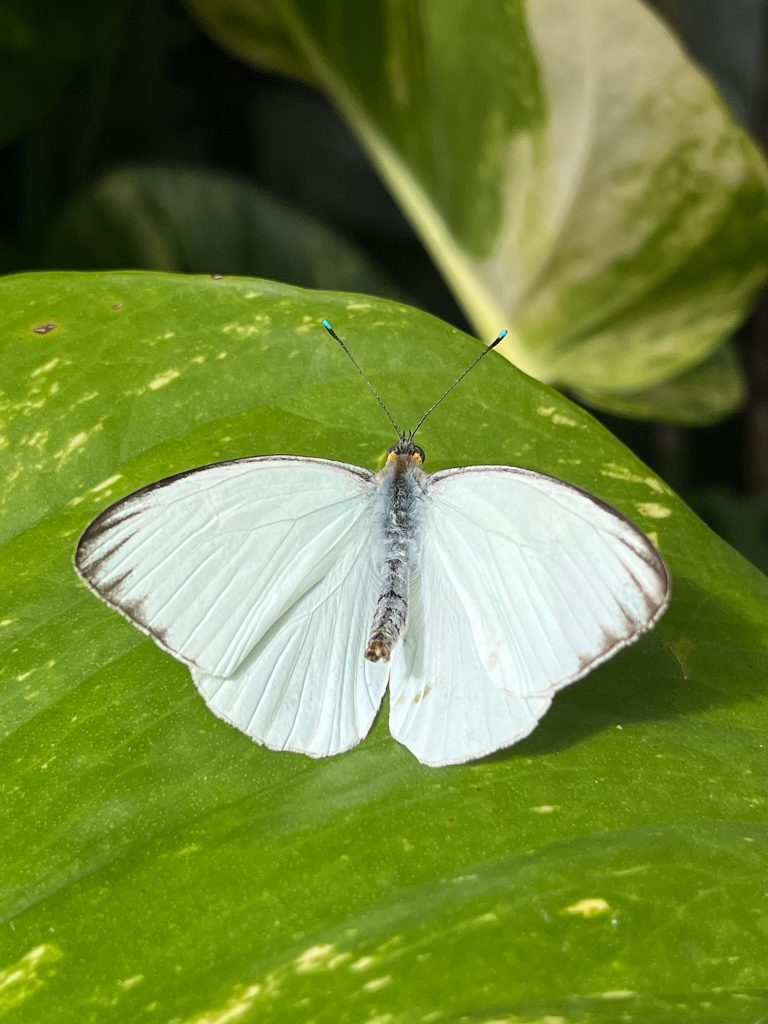 white butterfly sitting with its wings open