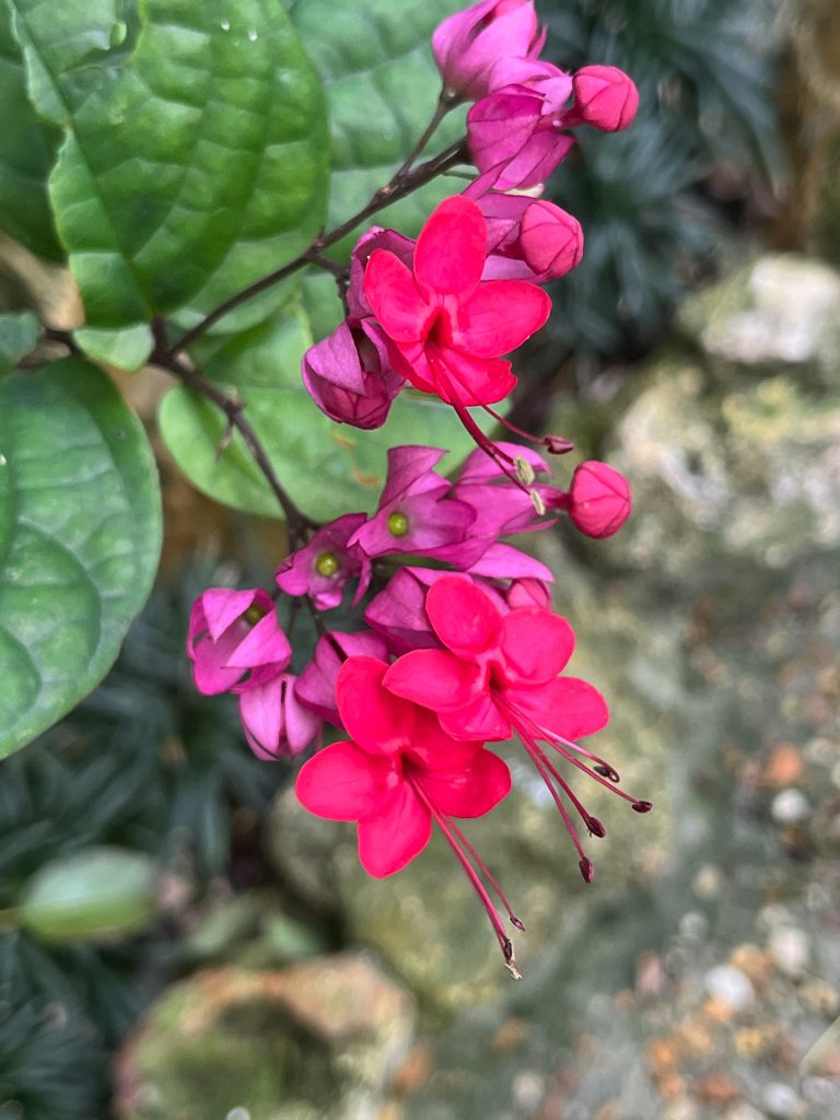 cluster of pink and red flowers