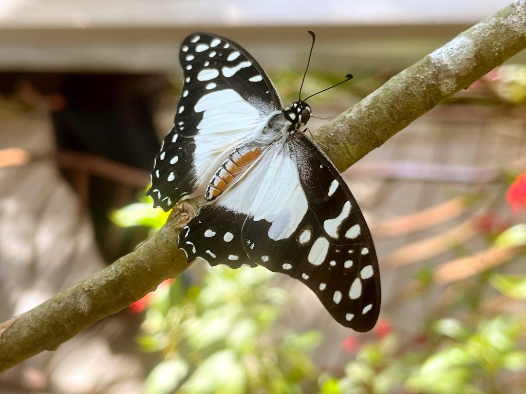 black and white butterfly with its wings open