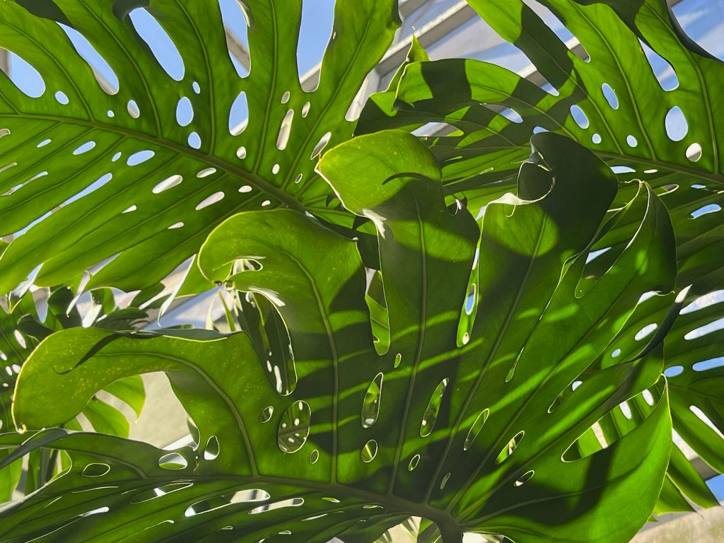 Looking up, large monstera leaves with the atrium roof in the background