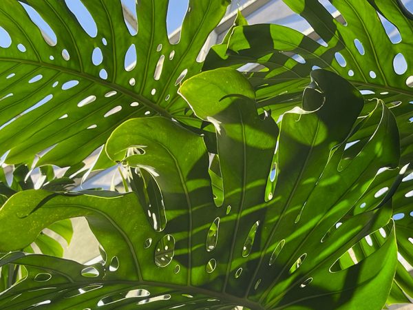 Looking up, large monstera leaves with the atrium roof in the background