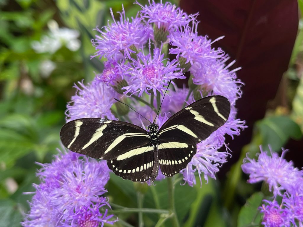 cluster of purple flowers with a black and yellow striped butterfly sitting with its wings open
