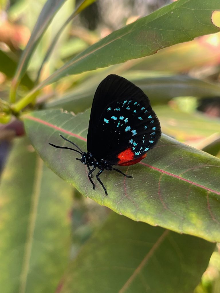 small black butterfly with one large red spot at the base of the tale and small blue spots scattered in a row across the wings.