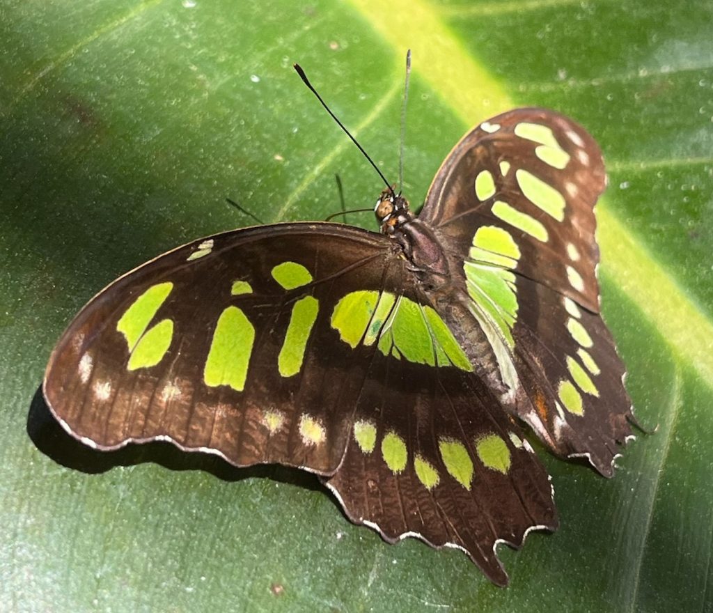 green and brown butterfly sitting with its wings open