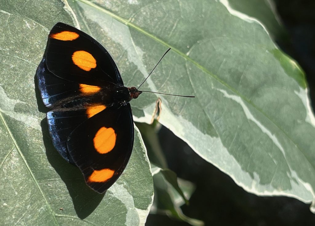 black butterfly with six large orange spots in a row across its wings