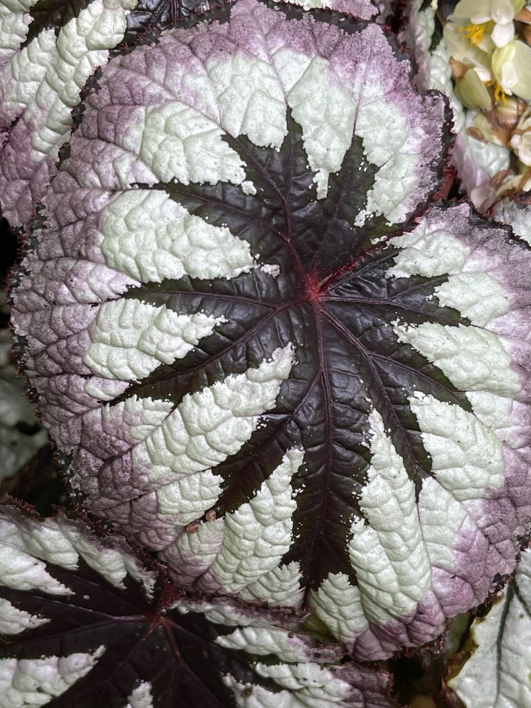 black, silver, and purple leaf