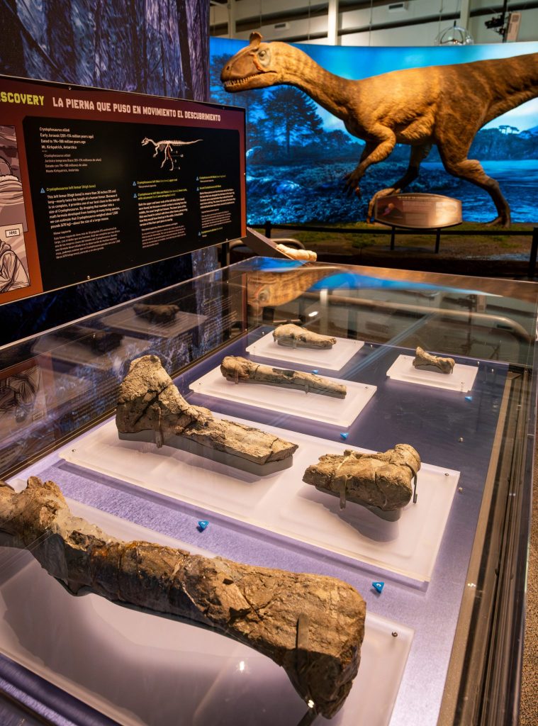 fossils displayed under glass