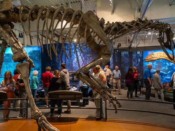 many people looking at the large skeleton on display in the Antarctic Dinosaurs exhibit and reading the display panels