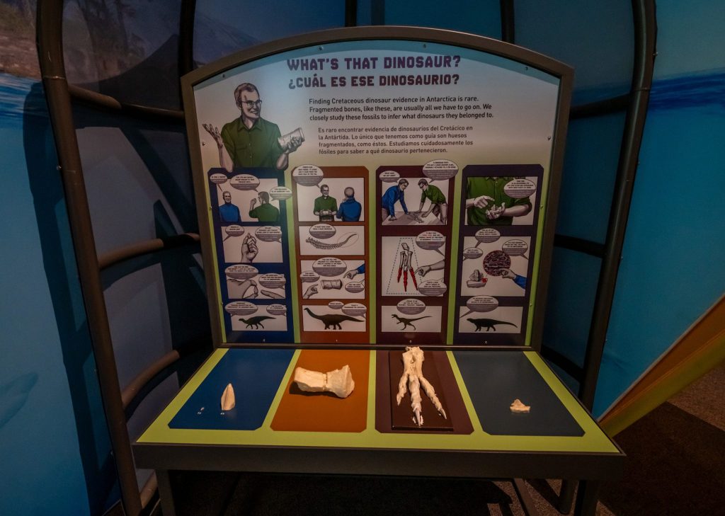 panel display with four fossils showing what dinosaur the fossil is