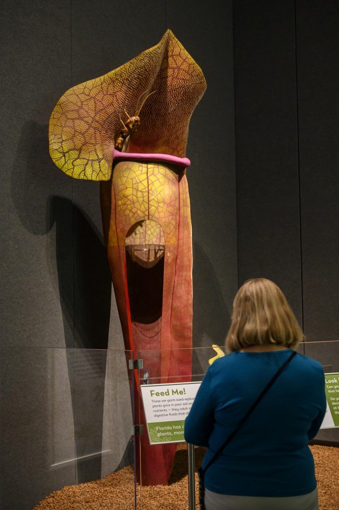 woman in blue facing big model of a pitcher plant