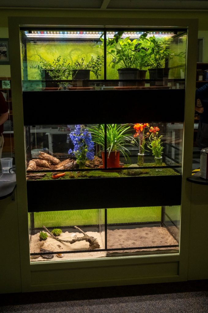 Insect enclosures with plants inside