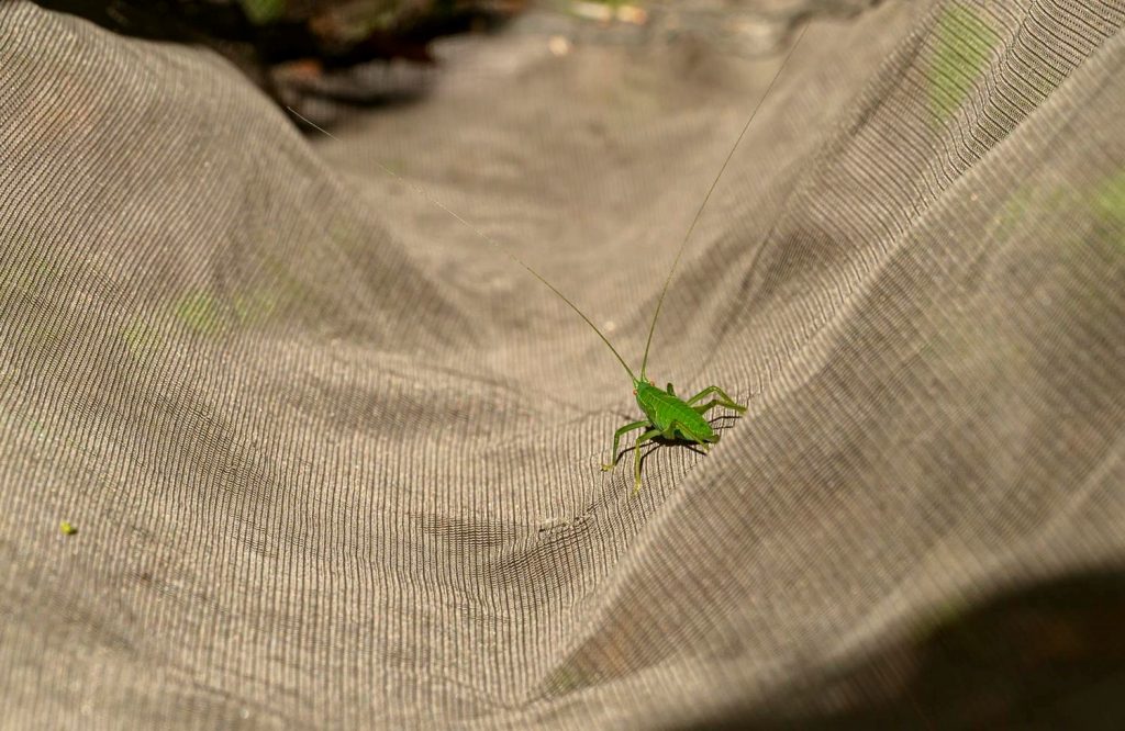 A bug inside of a net
