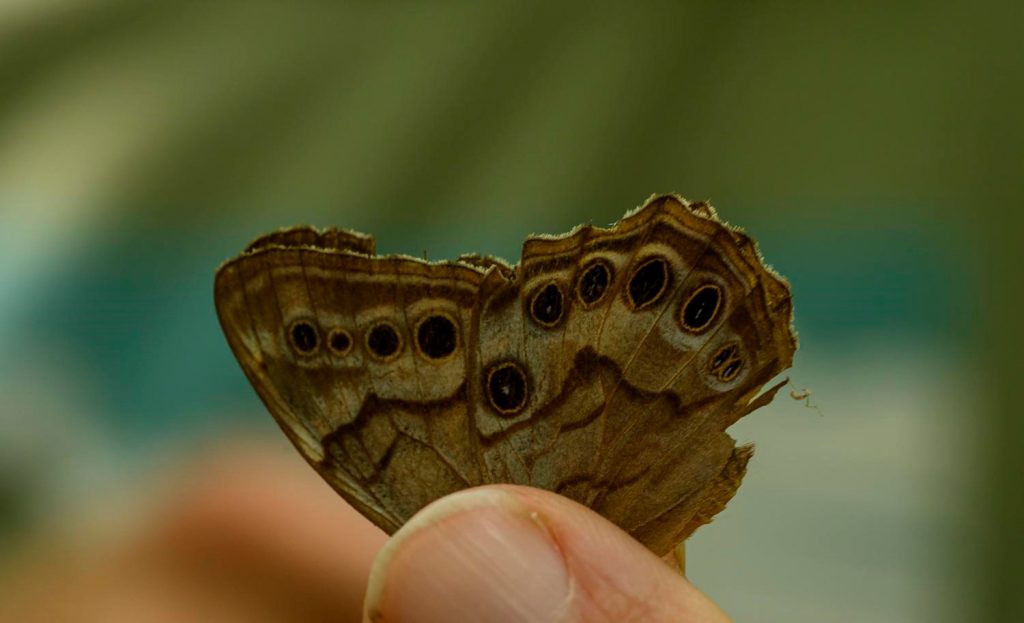 Close up of someone holding a butterfly