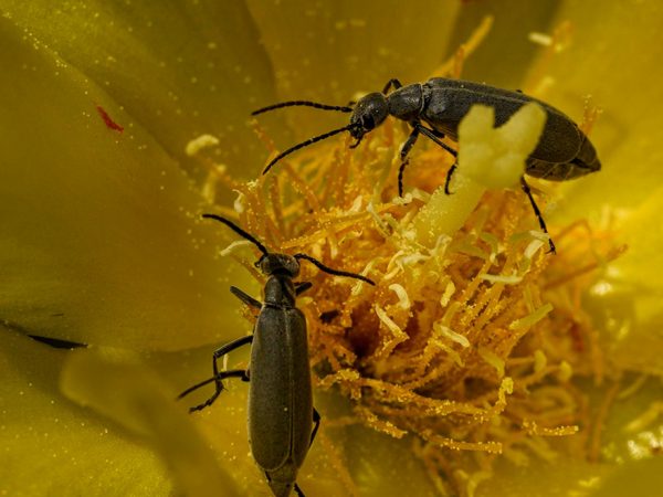 Two bugs atop a yellow flower