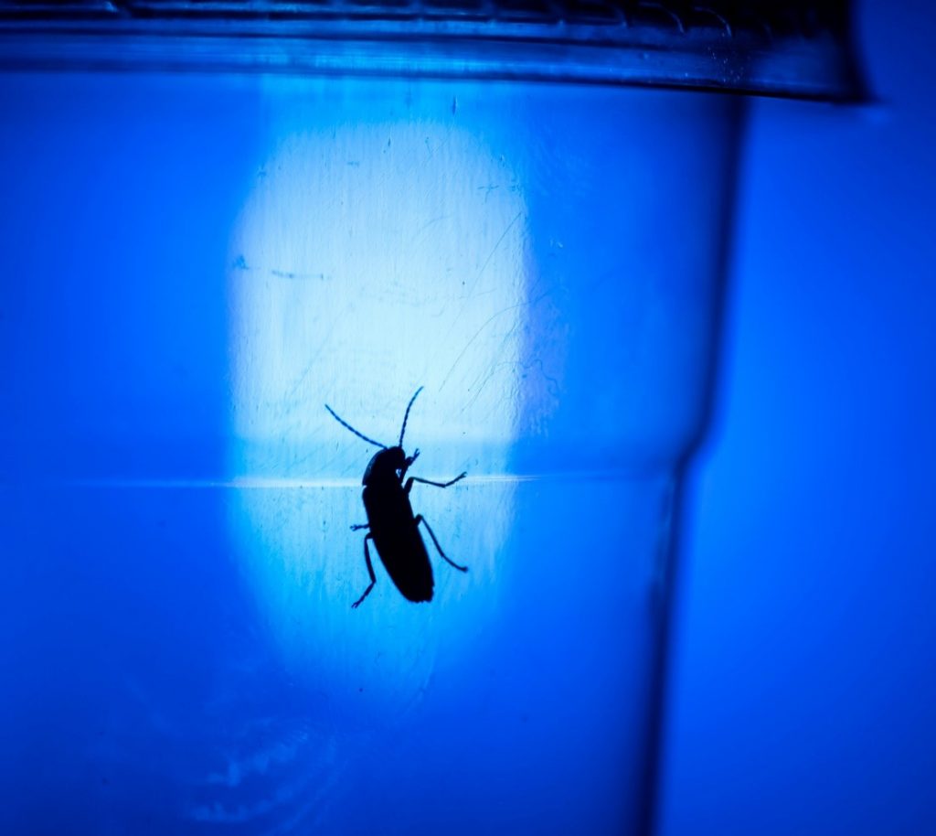 A bug against a blue background