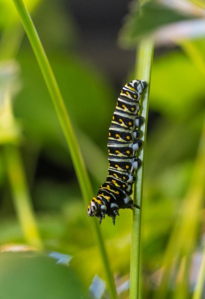 Yellow and black caterpillar on a green stem.