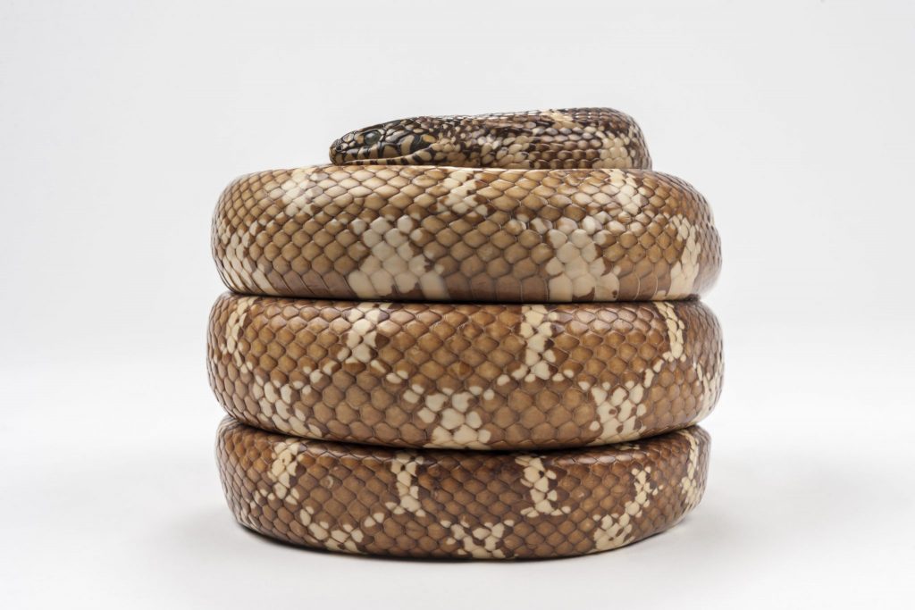 snake specimen on a white background